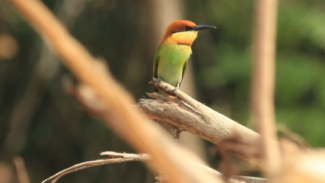 Chestnut-headed Bee-eater