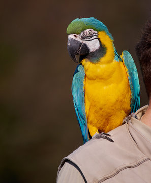 Man holding a blue and yellow parrot