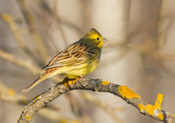 Yellowhammer on the branch