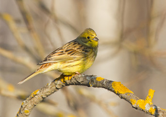 Yellowhammer on the branch