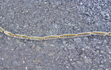 Oak processionary caterpillars, Thaumetopoea processionea, on a © jorgecachoh