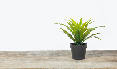plant on wooden table with white background