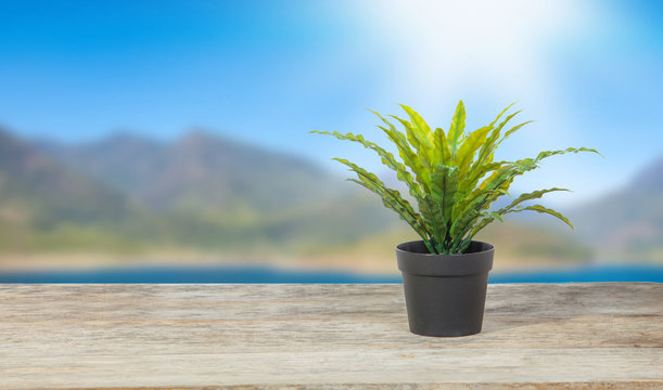 Plant On Wooden Table With Blue Ky Background