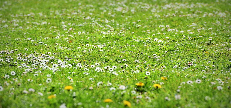 pelouse de jardin public