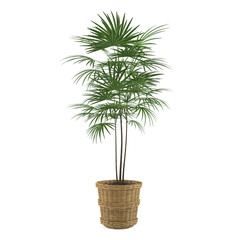 decorative palm in the pot