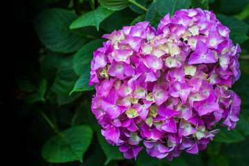 Hydrangea purple.