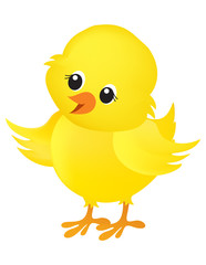 Chick illustration on white