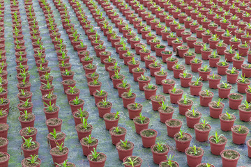 Cultivation of indoor plants in a Dutch greenhouse