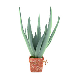 Aloe in the pot