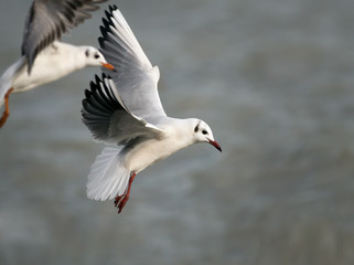 Beautiful flying gulls