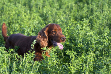 Pet dog panting in the field