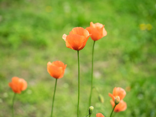 初夏の野辺に咲くナガミヒナゲシ
