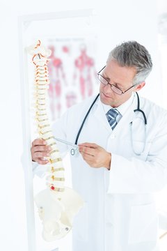 Doctor showing anatomical spine with his pen