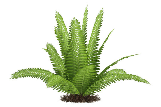 Fern isolated