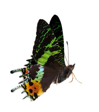 side view of green and orange butterfly