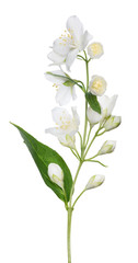 white isolated jasmine branch