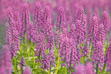pink and green muscari blossom background
