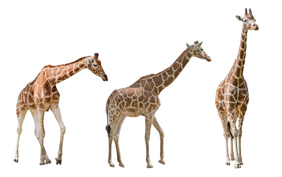 three large giraffes isolated on white