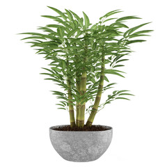 Bamboo exotic bush pot