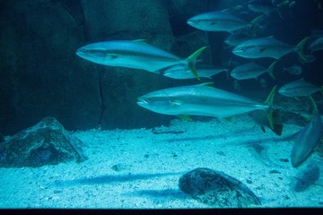 Fish swimming in a tank