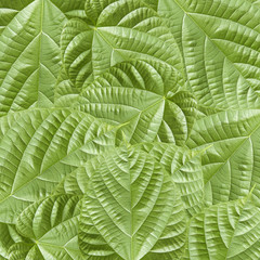 Green leaves