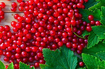 red currant
