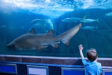 Young man touching a tank with fish and shark