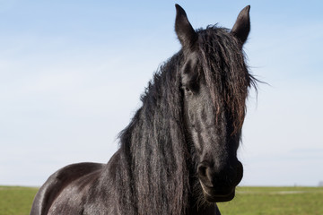 Portrait beauty friesian horse