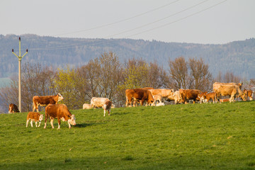 Brown and white dairy cows, calwes and bulls in pasture