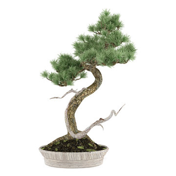Bonsai exotic pine tree pot