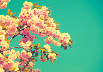 Spring blossom. Beautiful nature scene with blooming tree © Subbotina Anna