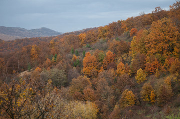 trees on the side of a mountain during autumn