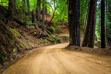 Trees in a forest, along Coast Road, in Big Sur, California.