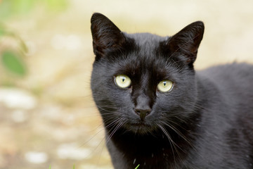 Naklejka na ściany i meble Black cat with green eyes portrait