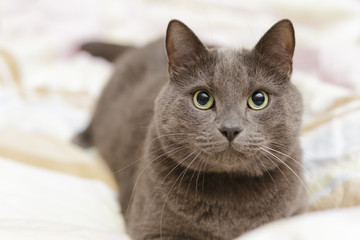 Obraz na płótnie Canvas grey cat lying in bed, playfull mood