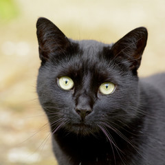 Black cat with green eyes portrait