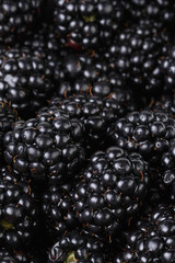 freshly picked organic blackberries