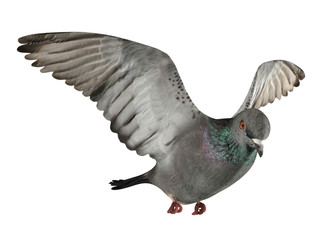 Flying pigeon isolated