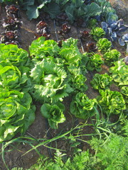 selection of lettuce varieties