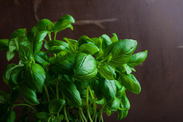 Fresh basil on dark background