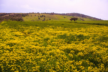 Yellow flowers in the spring
