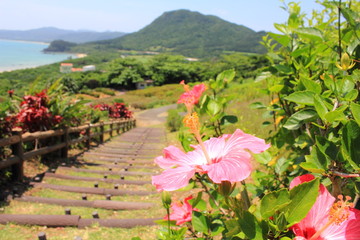 石垣島　玉取崎展望台　ハイビスカス