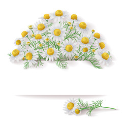 Banner with Wild Chamomile Bunch.