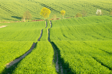 wiosenne pole © Mike Mareen