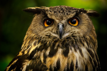 Great horned owl staring with golden eyes
