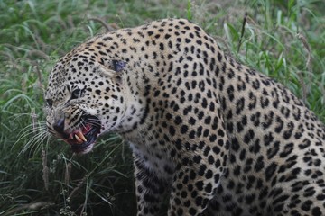 Leopard (panthera pardus)