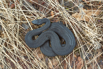 Poisonous black adder.