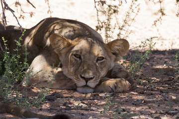 Lions