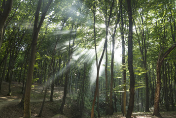 Fototapeta premium Sunbeams in woods. Sun rays