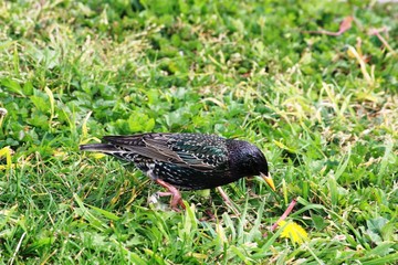 Sturnus Vulgaris Star in San Francisco, California
